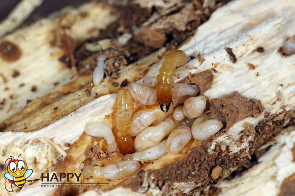 termites