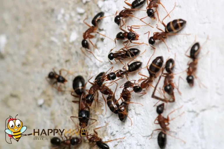 ants on the wall